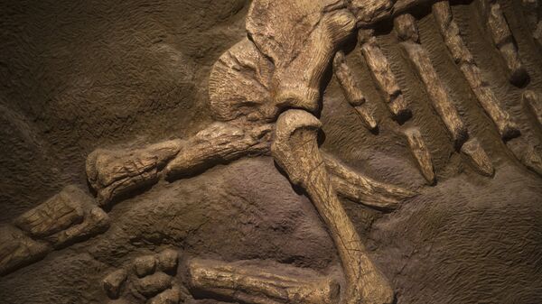 Окаменелые кости динозавра. Архивное фото