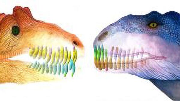 Так в представлении художника выглядели обновляющиеся зубы майюнгазавра