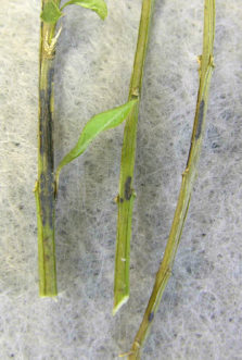 Boxwood blight may also cause black necrotic lesions or cankers on the stems.