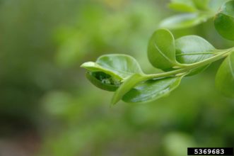 Boxwood psyllid feeding causes cupped, stunted leaves. 