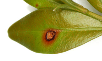 Initial leaf spot symptom of boxwood blight pathogen.