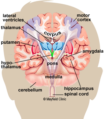 Color illustration, coronal cross-section showing the basal ganglia.