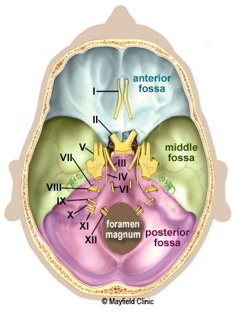 Illustration, of skull base revealing the anterior, middle and posterior fossae