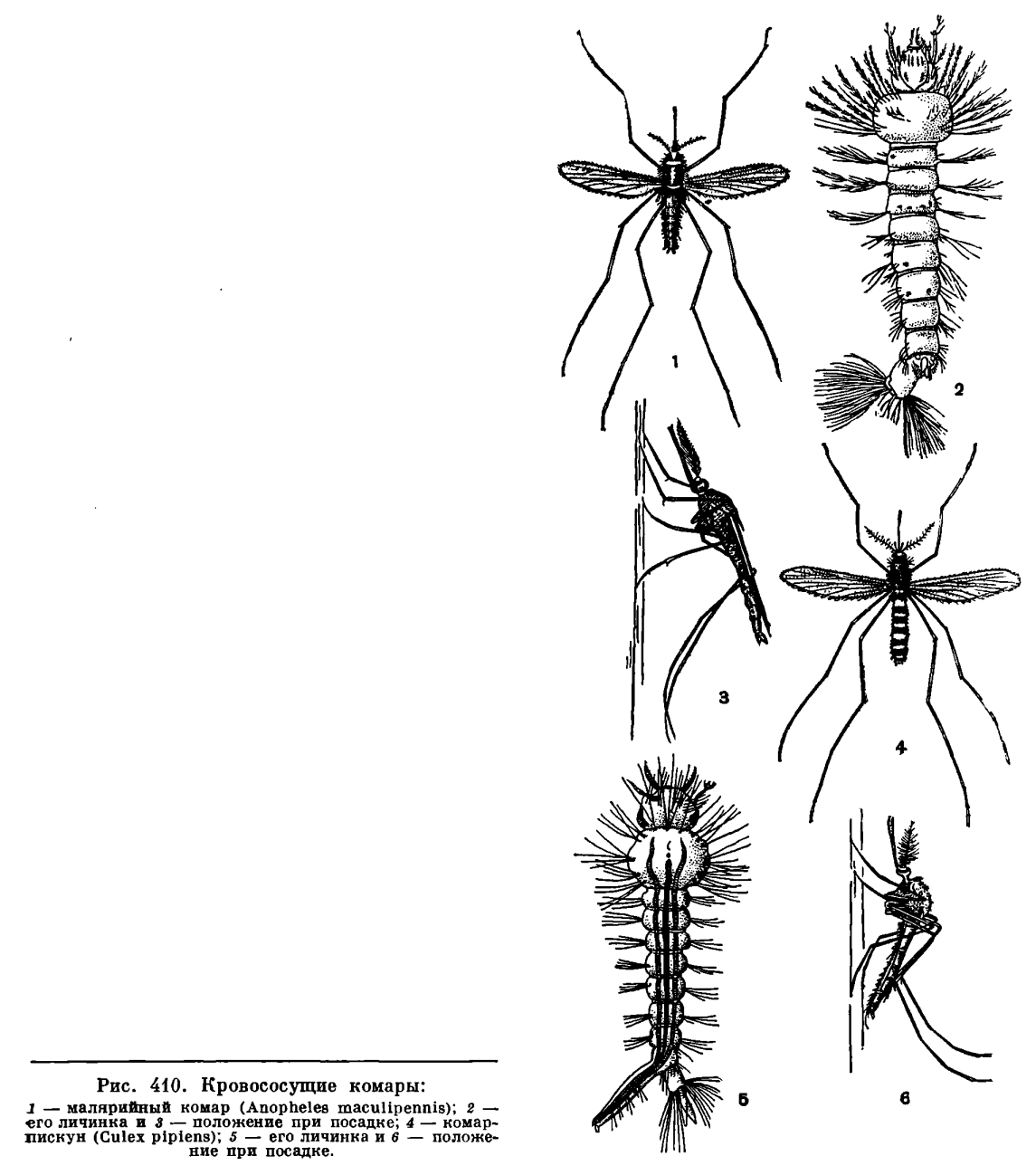 Подотряд Длинноусые двукрылые (Nematocera)