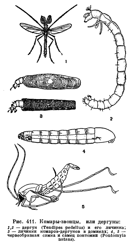 Подотряд Длинноусые двукрылые (Nematocera)