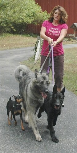 Lady being pulled by three dogs on a walk