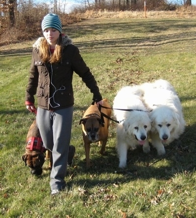 A blonde-haired girl is leading a pack walk with 4 dogs heeling next to her in a field.