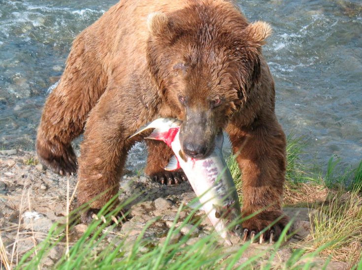 Рацион питания бурых медведей