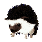 BDO Pet Hedgehog Tier 4