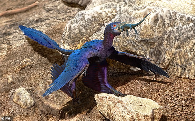 Palaeontologists have discovered a new species of lizard inside the stomach of a Microraptor in China. Pictured: an illustration of a microraptor eating a lizard