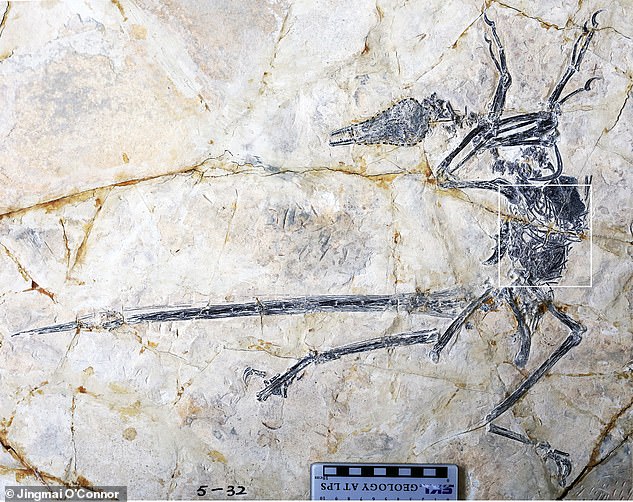 It had teeth unlike any other previously known from the Jehol Biota - a collection of 130-million-year-old fossils from northeastern China. Pictured: the Microraptor, with its stomach highlighted