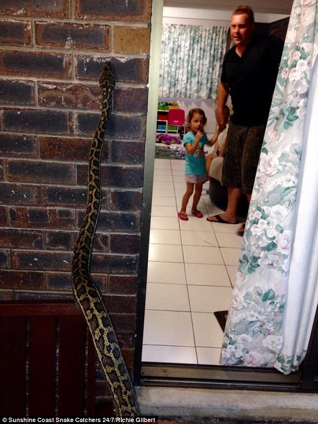 He was called to this home in the Sunshine Coast to save a pet cat from this python which was waiting to pounce