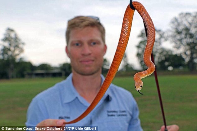 Colleague Stuart McKenzie recently removed an eastern brown snake on a job. Mr Gilbert added: 