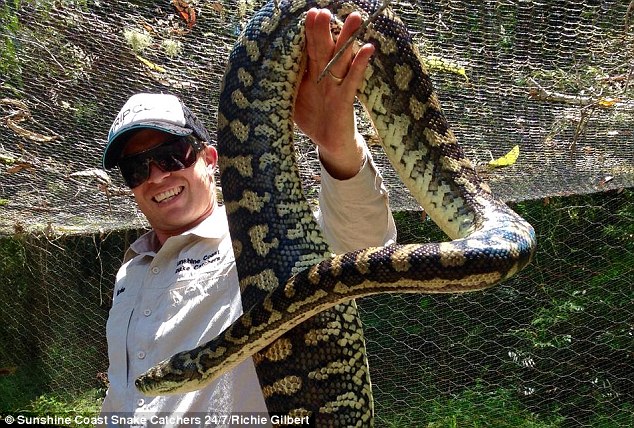 Mr Gilbert was called to a home this season where he found the large carpet python had devoured chickens