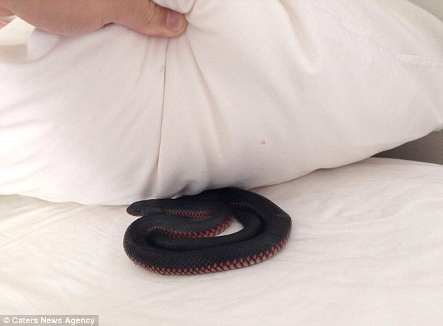 A red-bellied black snake curled up under a pillow
