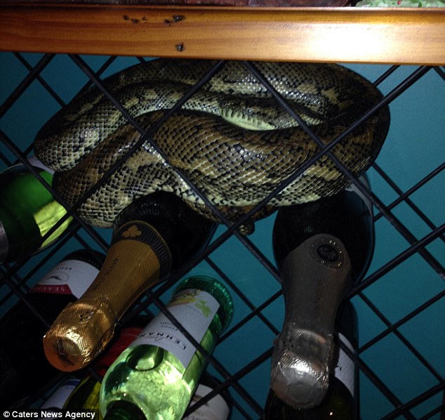 A snake cuddled up on a wine rack