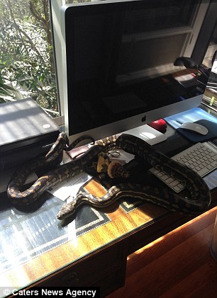 A large Python helping out in the office