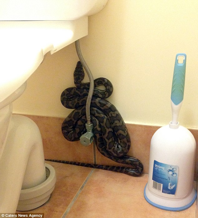 A 1.6m carpet python made itself at home near a toilet