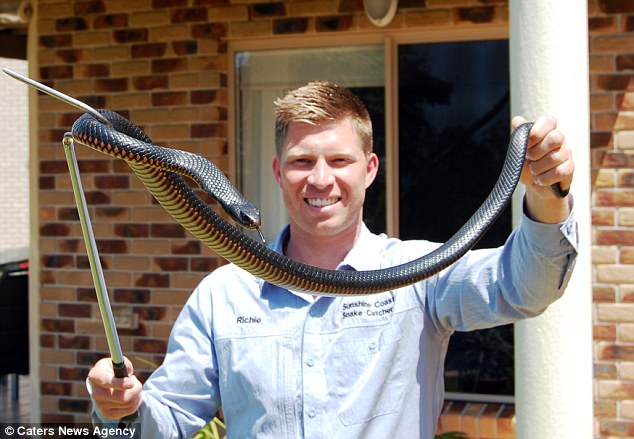 Snake catcher Richie Gilbert has relocated around 600 snakes across Queensland, Australia, since founding his company Sunshine Coast Snake Catchers 24/7