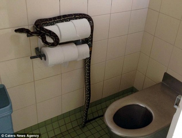 A carpet python guards the toilet paper