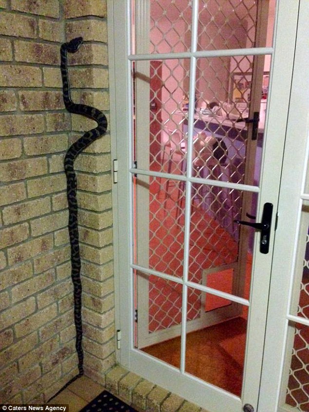 Knock, knock: A carpet python waits outside a door
