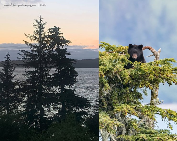 медведь на дереве