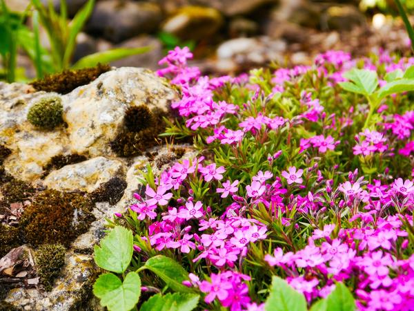 Флокс шиловидный - пожалуй, самое популярное почвопокровное растение для солнечных мест с бедной сухой почвой