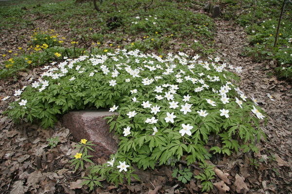 Бело-зеленый ковер ветреницы дубравной можно дополнить другими первоцветами