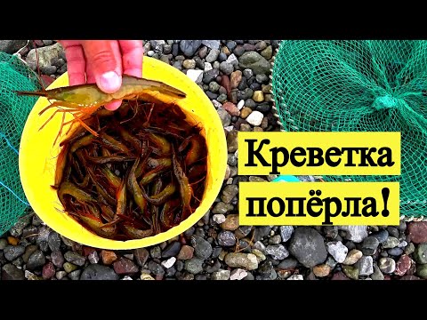 Креветка попёрла!