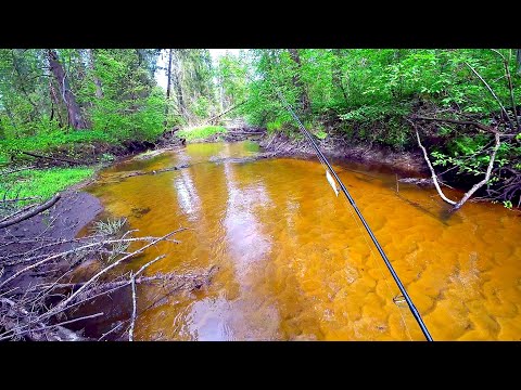 Лесная микро-речка, ротанье болото и сказочная лесная река! Ловля щуки и ротана на спиннинг!