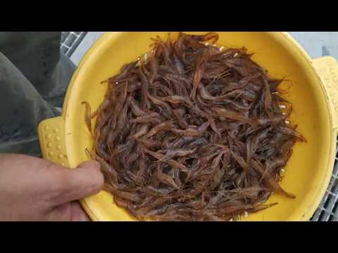 Ловля креветки мочалкой. Как ловить креветку.Catching shrimp with a washcloth.