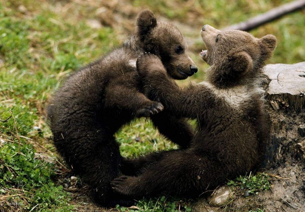 как размножаются медведи