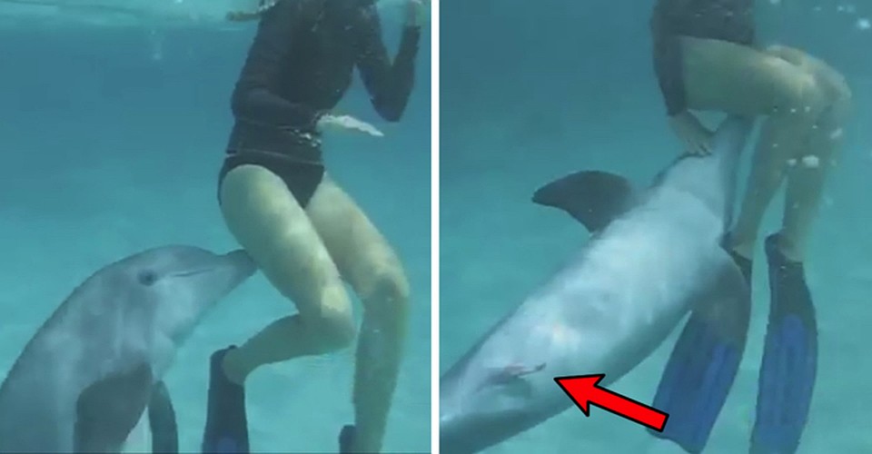 Как мастурбируют дельфины: Самки дельфинов получают оргазм. 