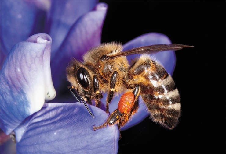 Пчелы способны почти также хорошо различать поляризацию света, как его длину волны (цвет) и яркость. На фото – пчела медоносная (Apis mellifera) на люпине. На задних лапках видна обножка, комочек собранной насекомым цветочной пыльцы