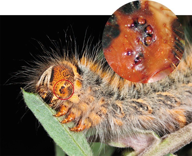 Наряду со сложными фасеточными глазами у насекомых встречаются и простоустроенные дополнительные глазки, аналоги одиночных фасеток