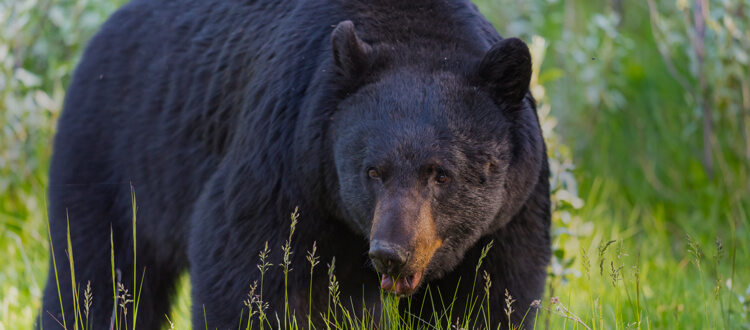 Bear hunting in Canada