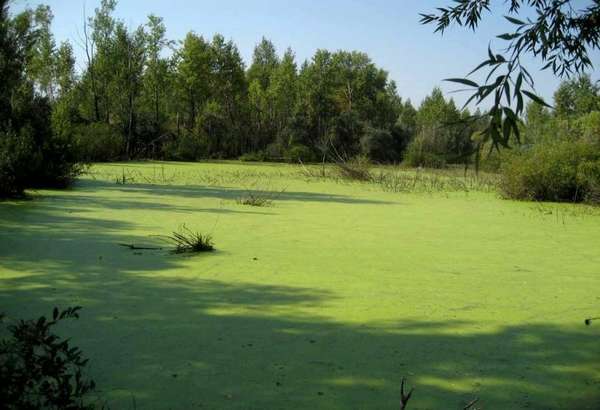 Классификация болот. Какие бывают болота Топь – это топкое болото ...