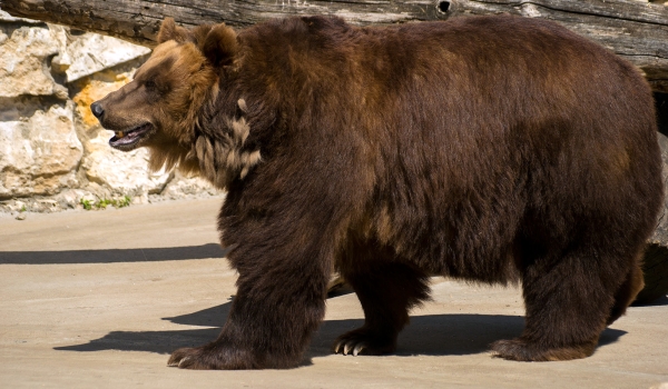 Охрана бурого медведя