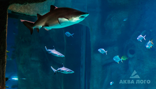 Рифовые белопёрые и чернопёрые акулы в океанариуме Москвариум
