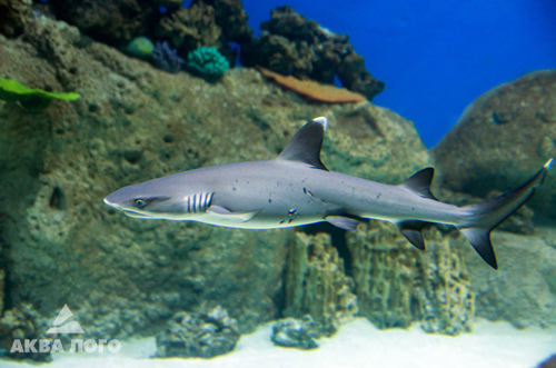 Белопёрая рифовая акула в океанариуме Москвариум со следами акульих зубов