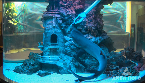 Гибкость белопёрой акулы проявляется во время броска за пищей (фото из видео)