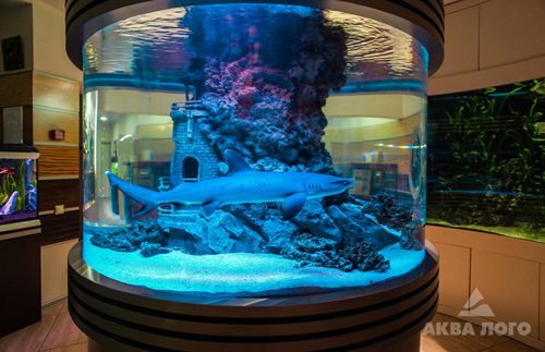 Белопёрая акула в цилиндрическом аквариуме салона Аква Лого