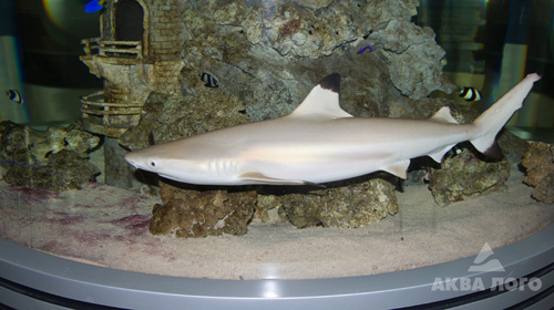 Чернопёрая рифовая акула в цилиндрическом аквариуме почти всё время плавает по кругу