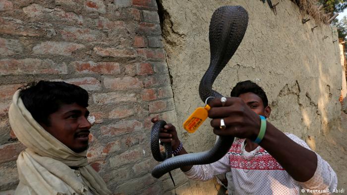 Snake charmers in india (Reuters/A. Abidi)