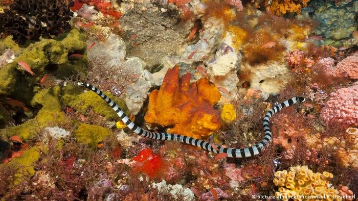 Banded sea snake (picture-alliance/blickwinkel/R. Dirscherl)