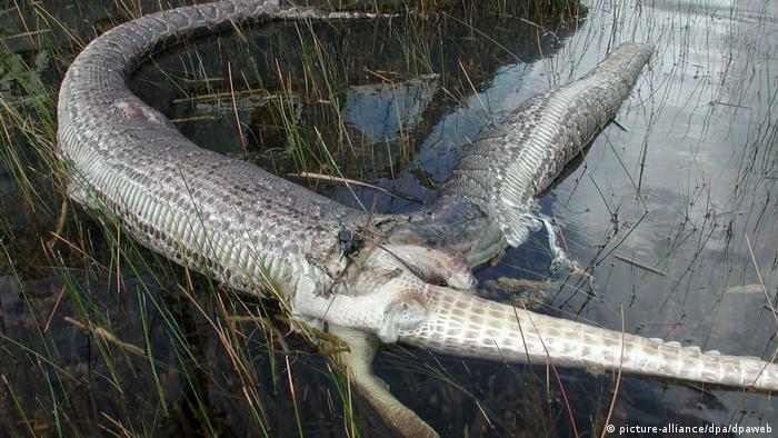 dead burmese python (picture-alliance/dpa/dpaweb)