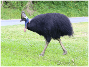 funny looking Australian bird cassowary