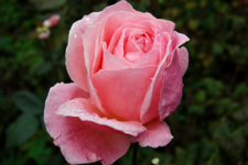 Фотография розовой розы до обработки