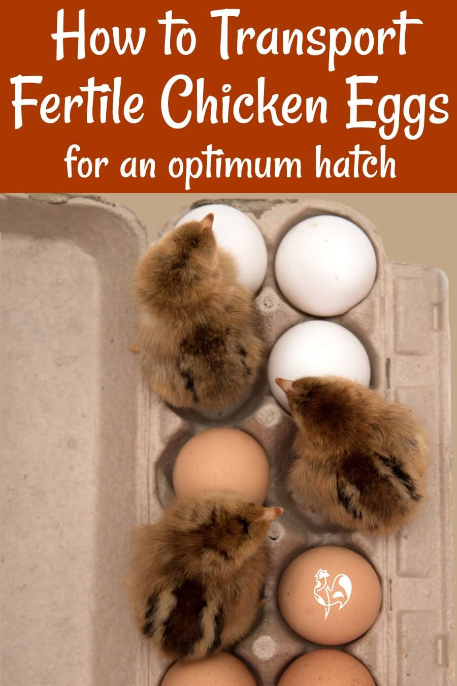 How to transport hatching eggs. Pin for later.