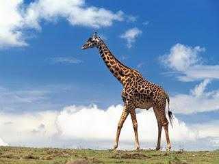 Детеныш жирафа называется – Как называются детеныши животных: называем правильно